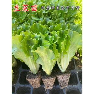 �����������������t����С�����S�����������������ļ��Nֲ�߲���