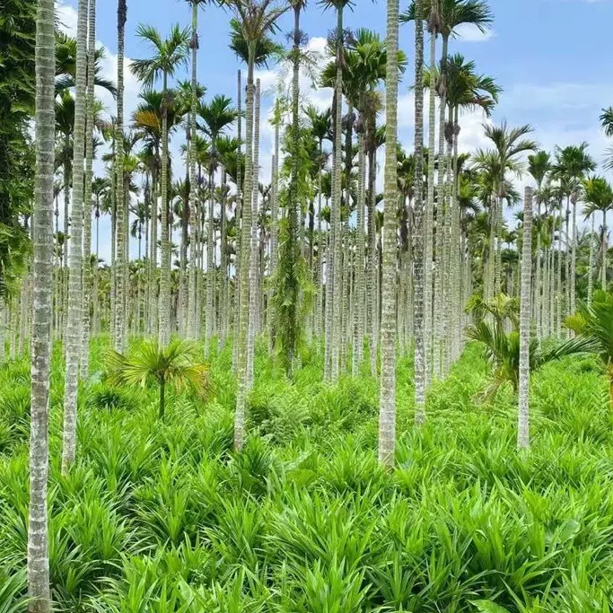 兴科冻干斑斓粉/海南特色香料/厂家直用