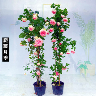 �ٱ��¼����Nޱ����W���´󻨝�����������ֲ��ͥԺ�����ļ�����