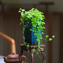 天胡荽盆栽水陆缸造景铺面草绿植迷你盆栽地被植物室内垂吊微景观