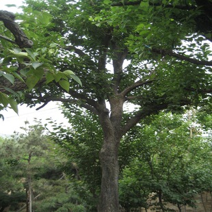 �L���������l �������Ә��� ���Ә�8-50cm ̩����Ҏ���ľ�䘶��