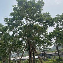 全冠紫花风铃木基地批发绣球紫花风铃木绿化景观树乔木