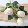Retro rose white