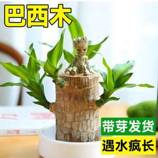 �S�����lֱ�N����ľ����ˮ�����\ľ�_����ѿ�k���ґ��˾Gֲ���ļ�