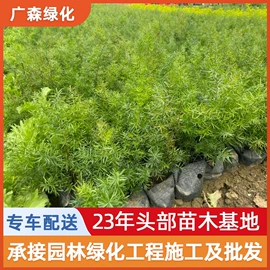 乔木;其他园林植物;灌木
