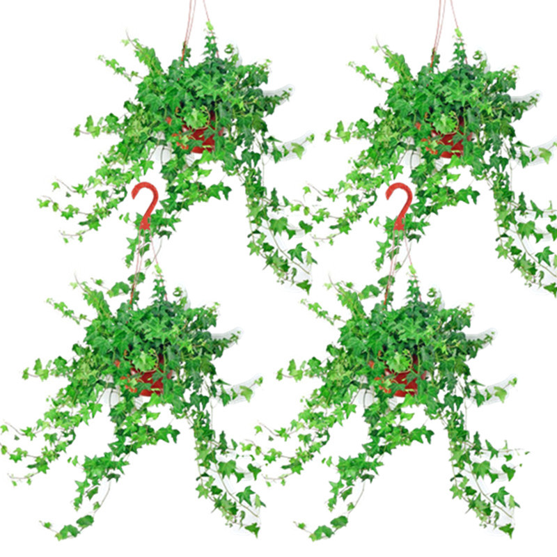 고급 165 # 아이비 40-60cm 4 포트 [훅 + 영양 용액을 보내]