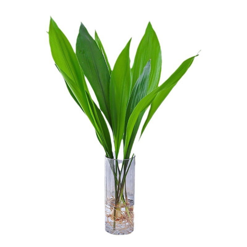 Gran por mayor orquídea de hoja resistente al frío resistente a la sombra resistente a la sequía planta en maceta sala de estar hidroponía gran hoja base de plantación verde cabello recto