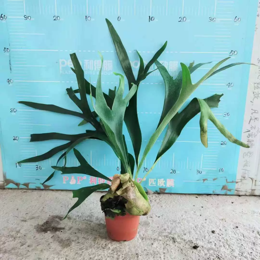 [Базовые прямые поставки] Листва Растения Цветы Маленькая сетка в горшке Красный папоротник 120 Олень Рог Pteris