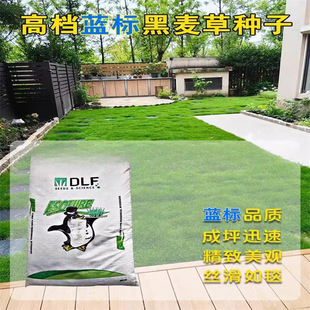 Perennial Ryegrass Seeds, Dwarf, Four-Season Green, Drought-Resistant, Cold-Resistant, Pruning-Free Grass Seeds, Lawn Seeds