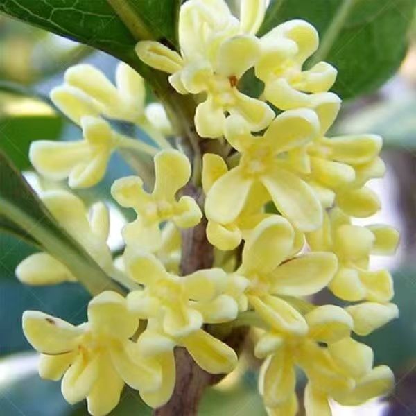 리샹구이 [강한 향기]