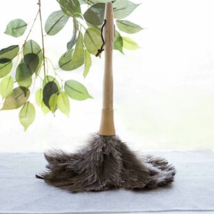 Beech Wood Handle Household Ostrich Feather Duster Medium Size 50cm Silent Environmentally Friendly Material Removes Mites and Washable Silent Sweeping Home