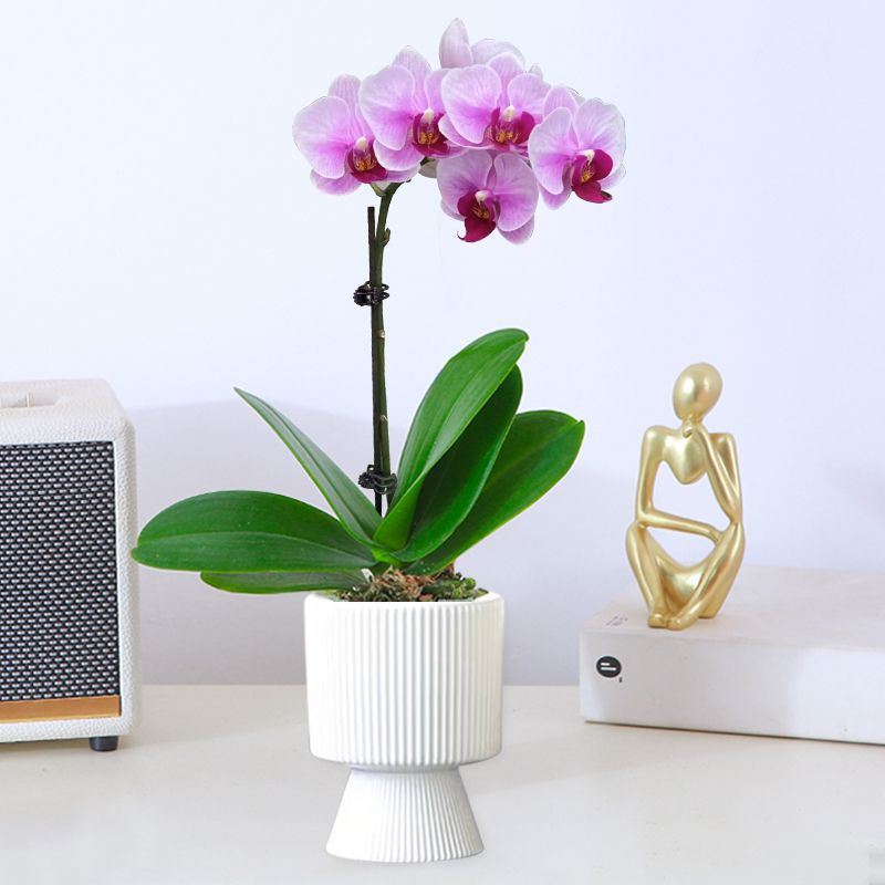 orquídea mariposa con brotes de flores planta en maceta sala de estar orquídea planta de interior flores en todas las estaciones buena para alimentar dendrobium orquídea planta verde image 34