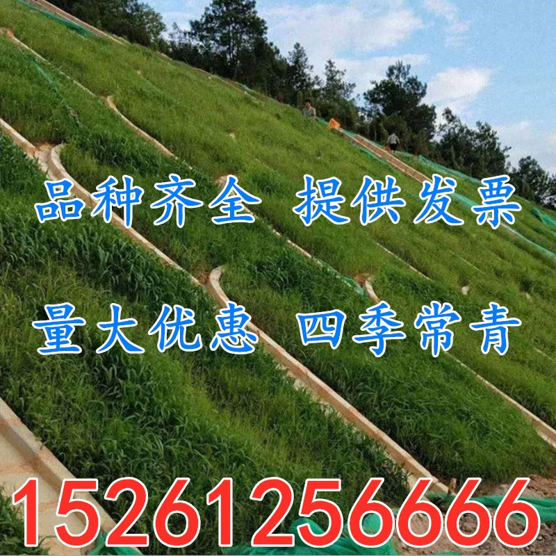 Озеленение Защита склонов Семена газона Высокий Семена овсяницы Райграсс Поа Мятлик Бермудская трава Семена Смешанный посев Sijiqing