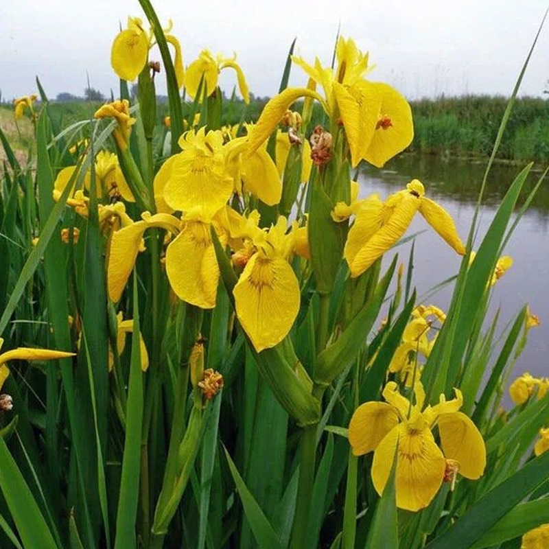 Yellow Iris Seeds Yellow Iris Flower Seeds Aquatic Yellow Iris…