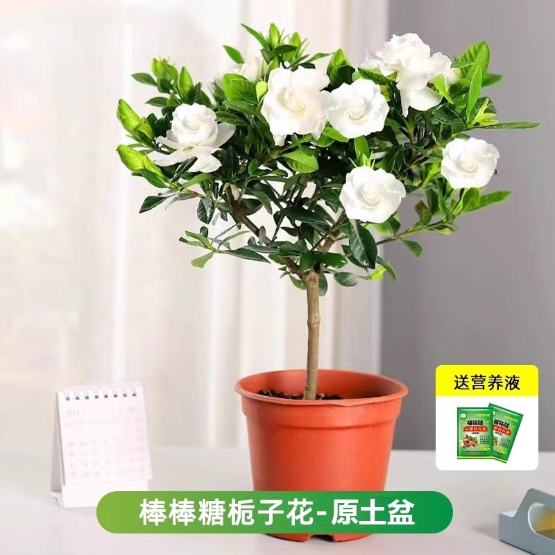 롤리팝 치자나무 약 35cm (오리지널 화분) + 영양액 [새싹이 많음]