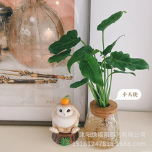 小天使蔓绿绒盆栽水培植物春羽室内桌面四季好养绿植新手懒人植物