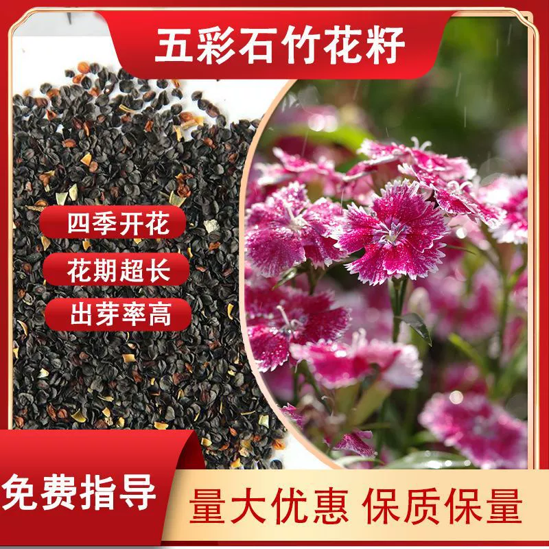 Оптовые разноцветные семена бамбукового камня, семена цветов для ландшафтного дизайна, для двора, для внутреннего балкона, для растений в горшках, морозостойкие растения, цветы для двора