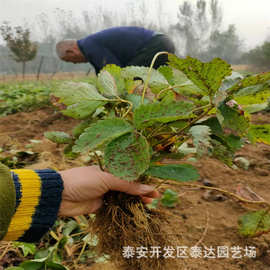 供应奶油草莓苗 现挖现发多草莓苗 黑珍珠草莓苗 章姬草莓苗图片