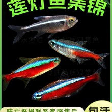 热带鱼观赏鱼灯科鱼活体 巴西印尼宝莲灯黑莲霓虹红绿灯群游