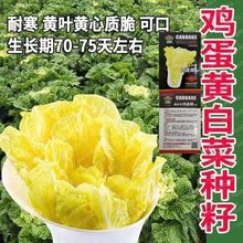 鸡蛋黄白菜种子 中师黄心大白菜四季快菜种子抗病高产蔬菜种籽