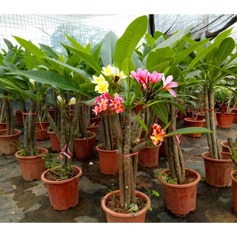 Посадки плюмерии в горшках цветут в том же году, посадка на земле во дворе, в горшках на балконе, многоквашные ароматные цветы легко выращивать.