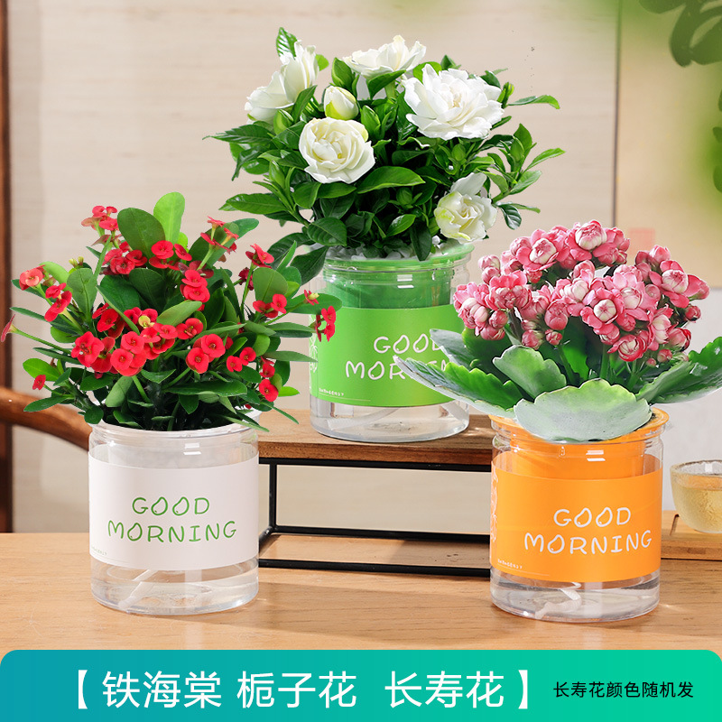 [꽃패키지 화분 3개] 카멜리아 + 치자나무 + 베고니아