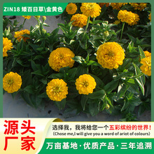 源头厂家百日草种子百日菊花卉种子四季开花室外庭院景观花海