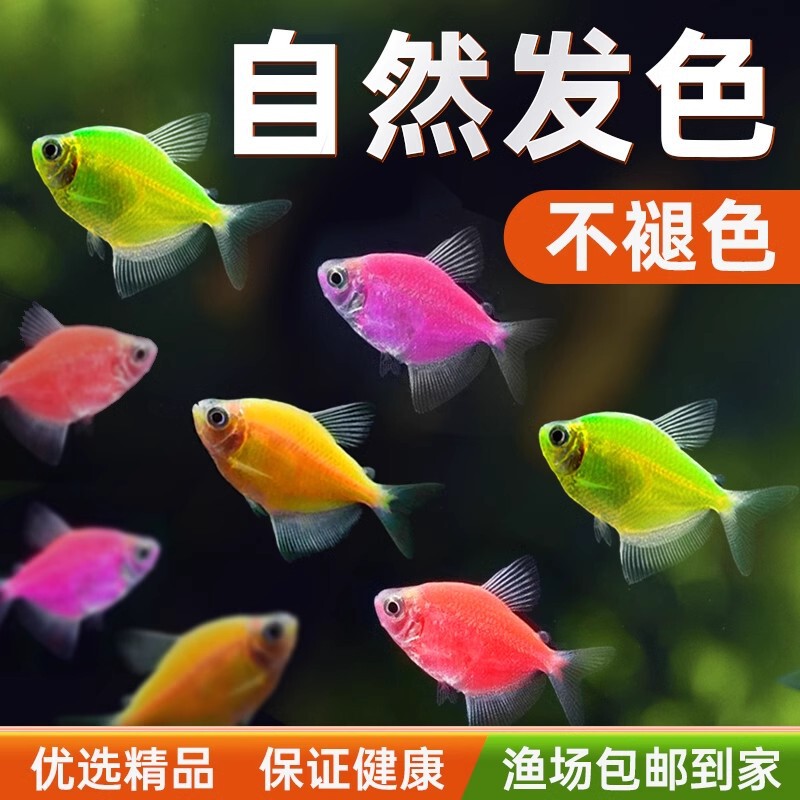 Angel Fish Boutique Ornamental Fish Small Tropical Fish Freshwater Fish Colorful Zebrafish Guppies