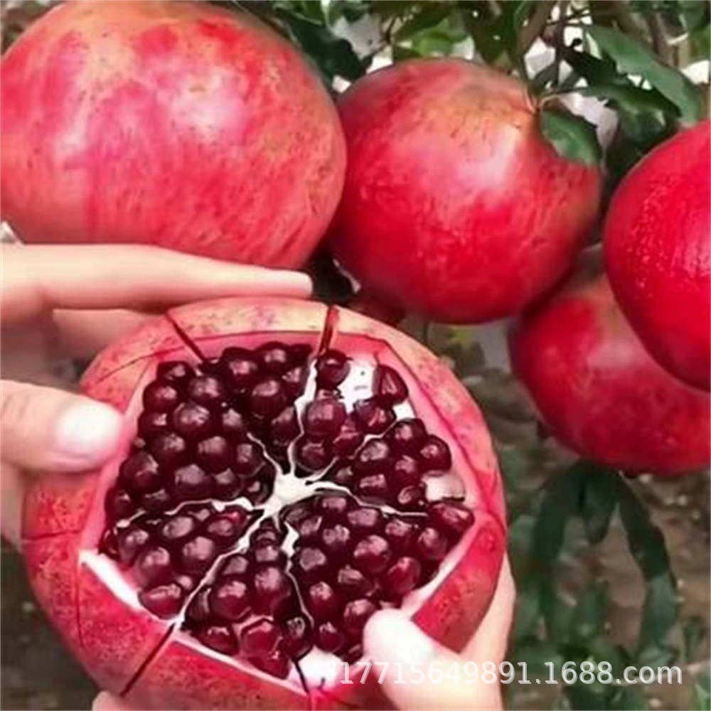 Гранат саженцы тунисские мягкие семена двор фруктовые деревья на севере и юге