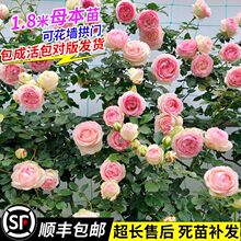 藤本月季花苗特大花浓香庭院植物室内花卉盆栽玫瑰爬藤蔷薇四季开