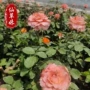 红双喜盆栽庭院大花玫瑰花苗