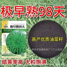 极早油98油菜籽高产榨油正品矮杆高油耐寒抗病抗倒油菜种子籽大全