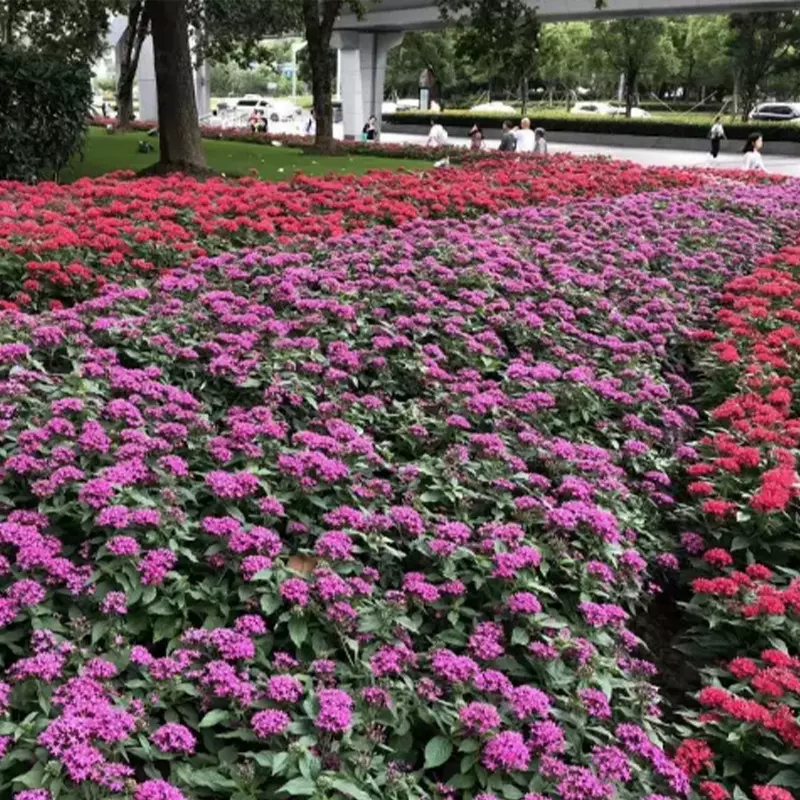 基地批发五星花杯苗地苗庭院盆栽五角星花苗公园小区观赏五星花苗