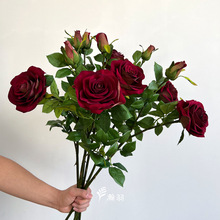 ��Ʒ1��1���q��õ����滨�Ҿ��b��zӰ���յ��߻�c��������