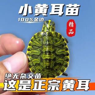 ��С�S�������~��ˮ�|��ˮ���~�S��߅С�S��ϡ�������S�������~�S