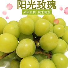 【冷链】云南阳光玫瑰3斤/2斤葡萄提子新鲜水果青提 玫瑰香葡萄