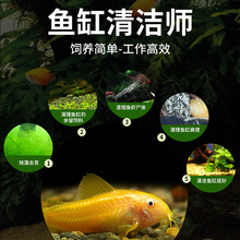 清道夫观赏鱼金苔鼠热带小型清洁鱼苗小鱼黄金胡子鱼清理鱼缸玉满