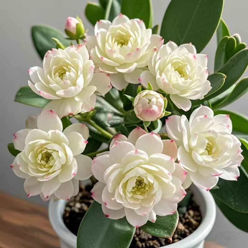 인기 추천 : [루이비안] 그해 꽃피우다丨사계절 상록수