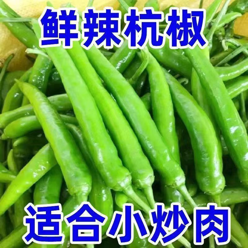 杭椒现摘小米椒尖椒辣线椒青椒特辣椒螺丝小青椒朝天椒腌制1斤
