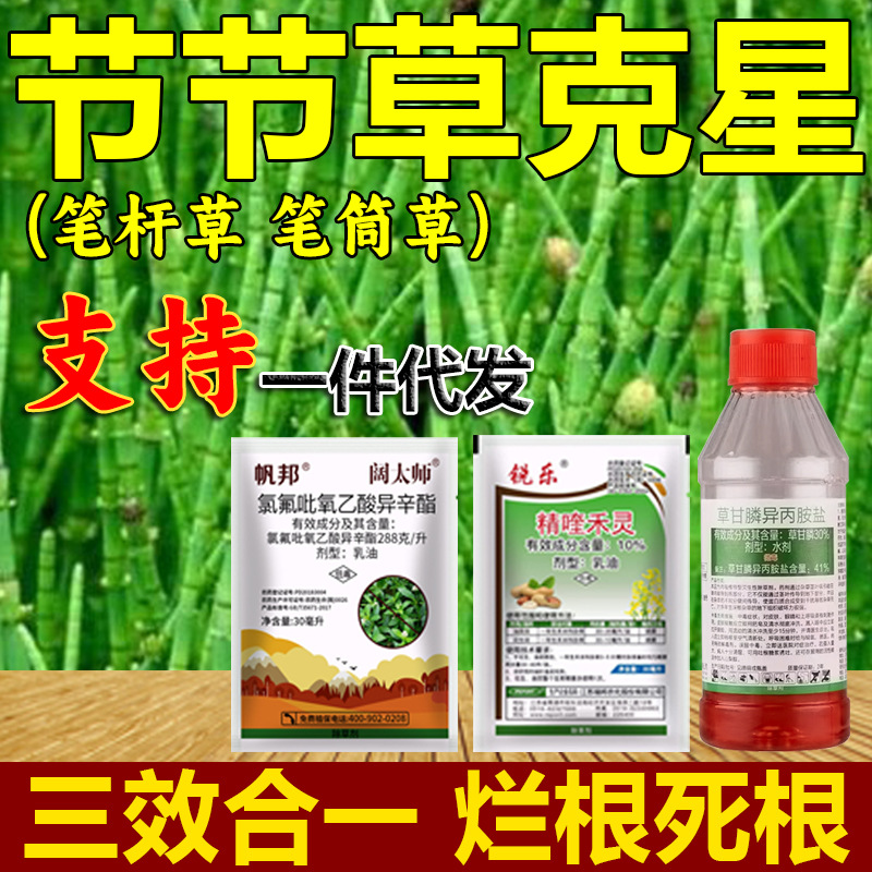 节节草农药除草剂笔管草草甘膦异丙胺盐果园笔杆草死草烂根烂根剂