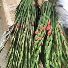 剑兰水养鲜花姜花切花睡莲广州基地批发步步高唐菖蒲室内懒人水培