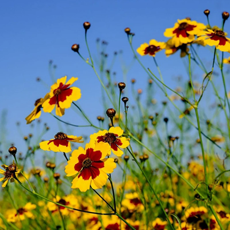 Оптовые поставки Снежная хризантема Семена цветок Всхожесть моря высокая трава цветок семян цена уступки