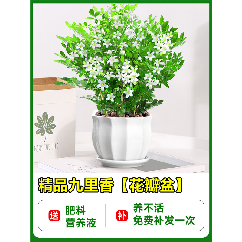 Premium jiulixiang seedlings [large petals ceramic pot] + fertilizer
