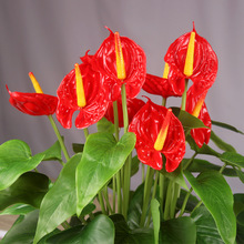 手感软胶红掌仿真花轻奢高端可水洗高档塑料花高级感逼真轻奢风