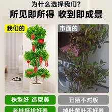 摇钱树盆栽金钱榕办公室大型发财树乔迁之喜室内客厅绿植榕树