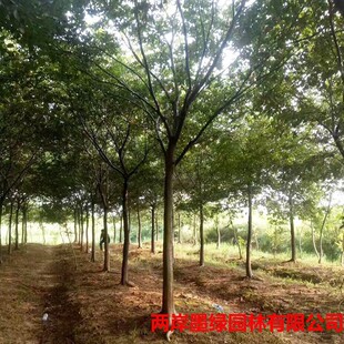 �������l�G����ľ��ľ�Ř����l �Ә��侫Ʒ�Ә�8-90���ִ��Ә�