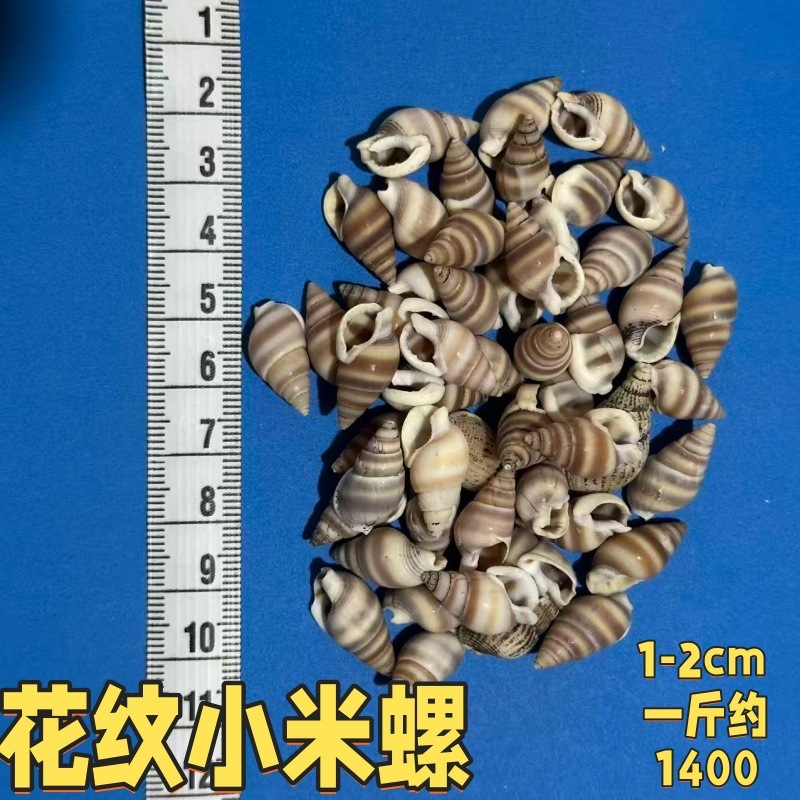 小海螺小米螺天然贝壳海螺手工DIY鱼缸造景微观装饰配件寄居蟹用|undefined