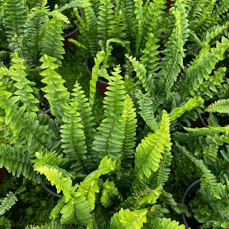 Оптовая продажа зеленых папоротников для выращивания в помещении, теневыносливых и простых в уходе, подходящих для гидропоники и выращивания в почве, круглогодично зеленых.