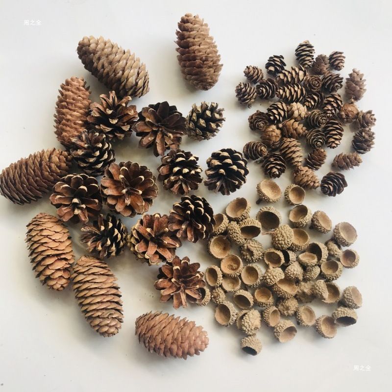 松果手工diy材料木段酒店创意干支枝条制果软装标本松塔民宿松子