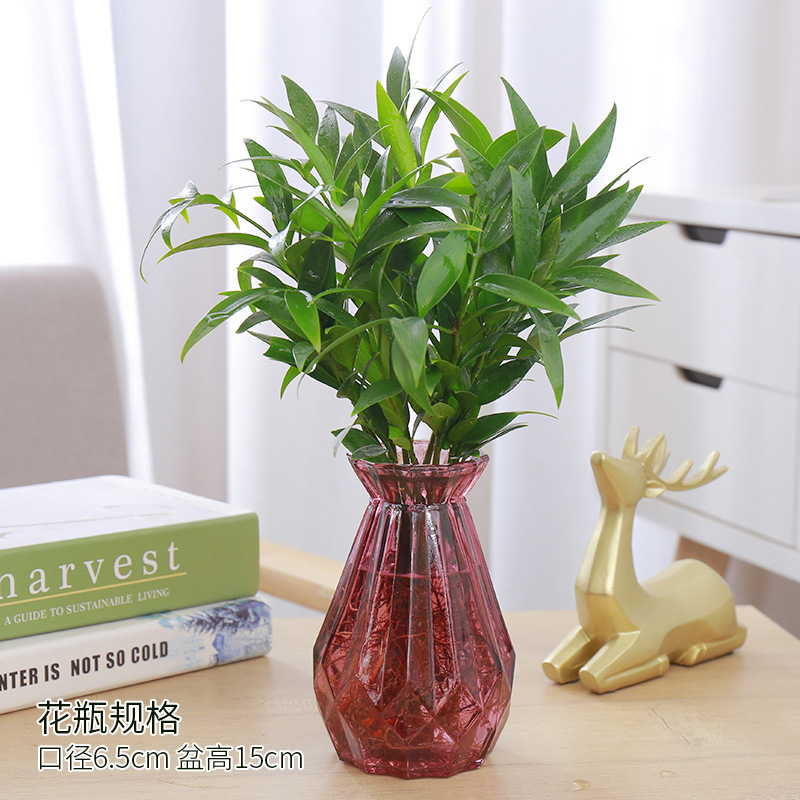 엄선된 대형 모기퇴치대나무 10그루(레드다이아몬드 유리병+크리스탈 머드) + 영양액